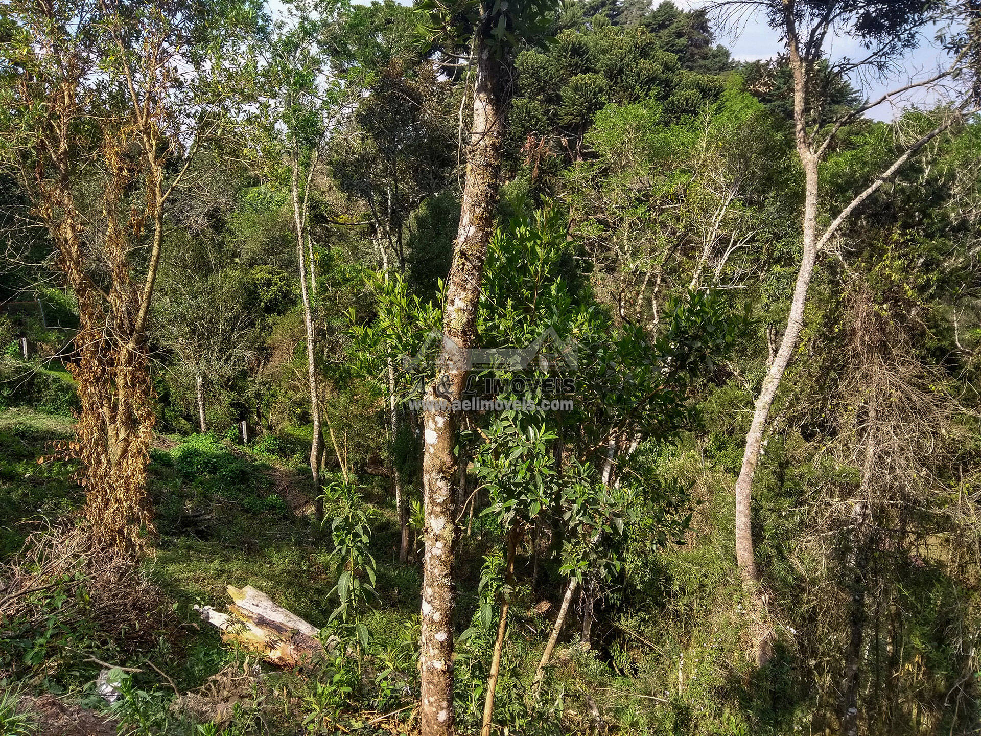 Terreno à venda, 1300m² - Foto 6