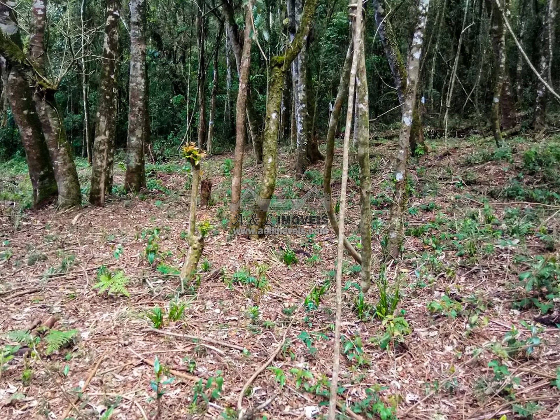 Terreno à venda, 1940m² - Foto 3