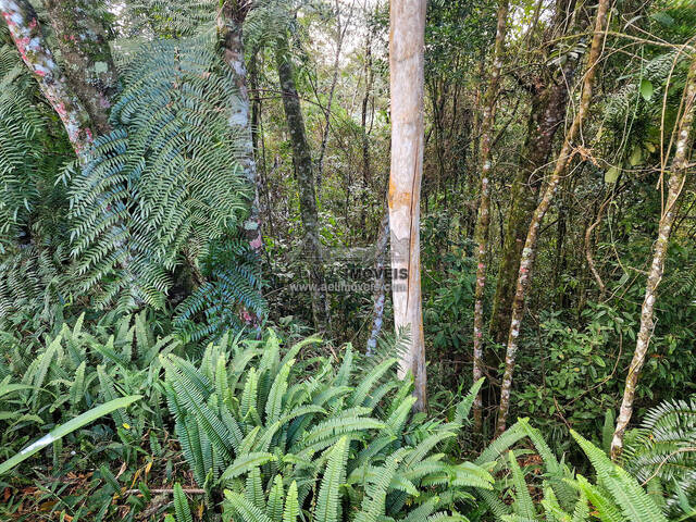 #283 - Terreno para Venda em Campos do Jordão - SP - 3